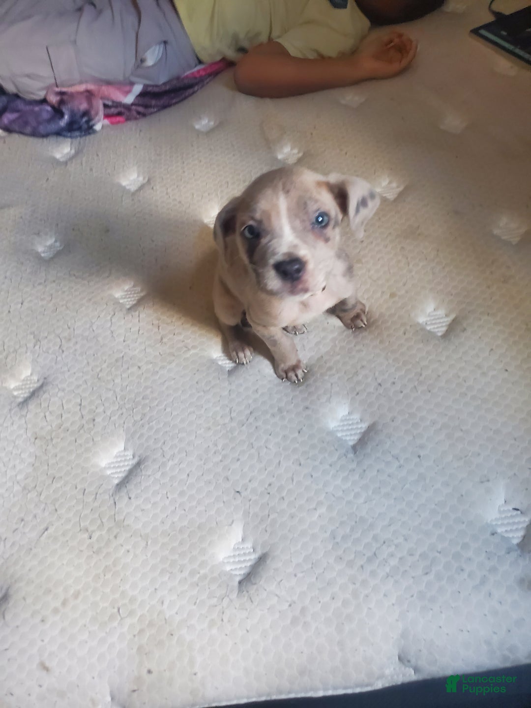 American Bully dogs for sale: American Bully Puppy 8 - Ad 3