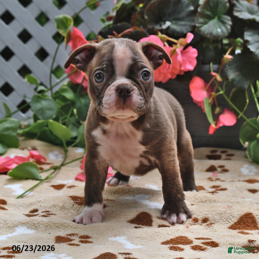 Boston Terrier dogs Leo - Ad 2
