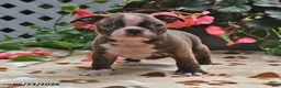 Boston Terrier dogs for sale: Leo - Ad 2