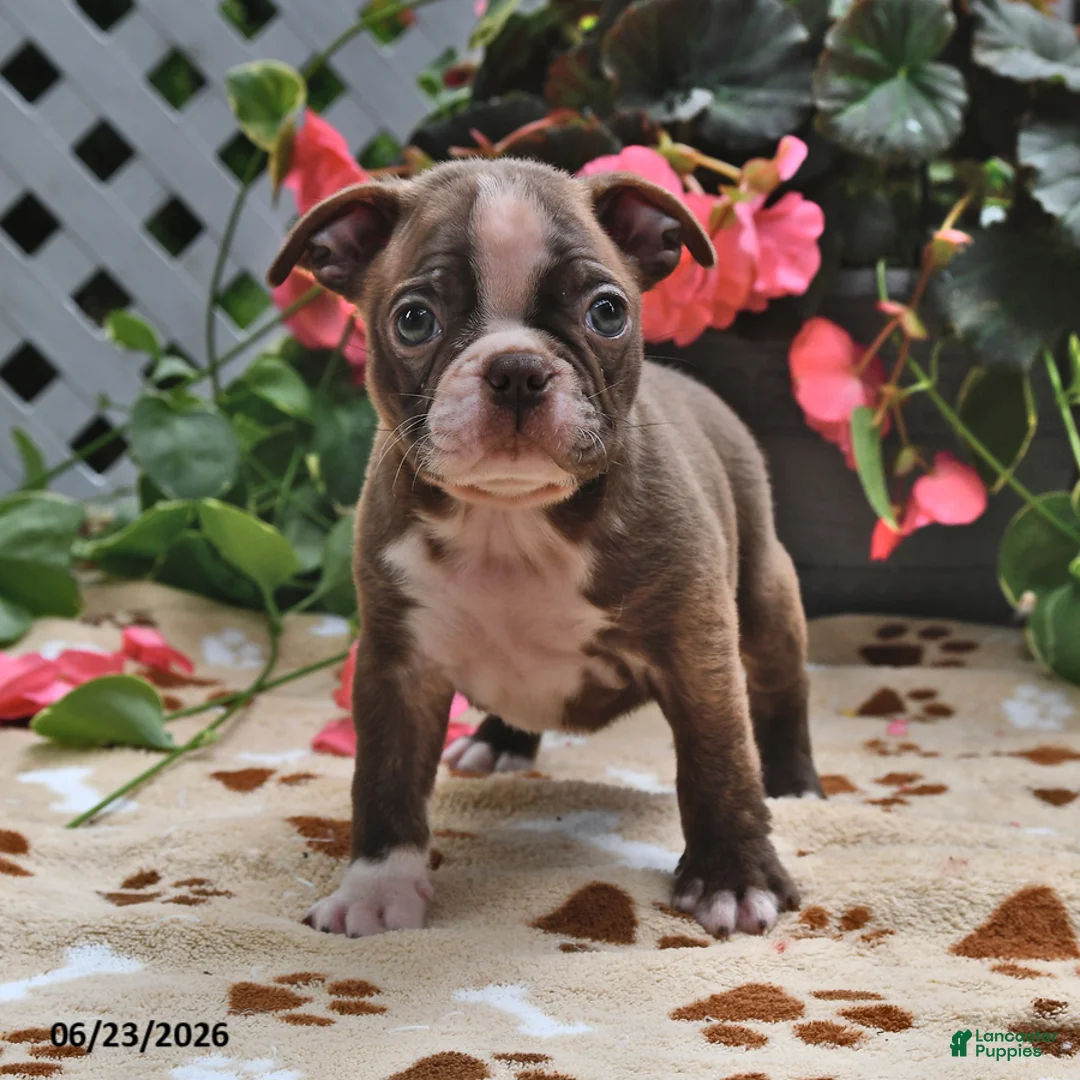 Boston Terrier dogs for sale: Leo - Ad 2