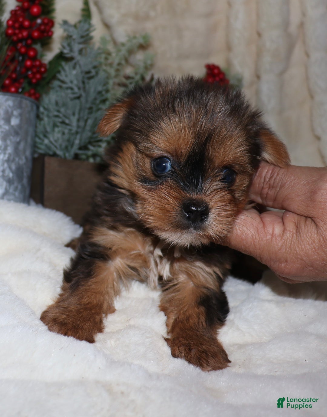 Yorkshire Terrier dogs for sale: Leo - Ad 6