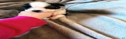 Maltipoo dogs for sale: Maltipoo 1 - Ad 7
