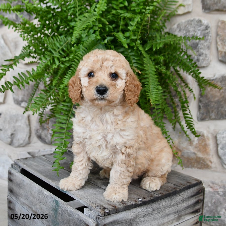 Mini Goldendoodle dogs Cooper - Ad 2
