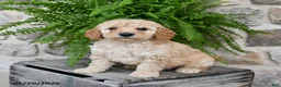 Mini Goldendoodle dogs for sale: Cooper - Ad 2