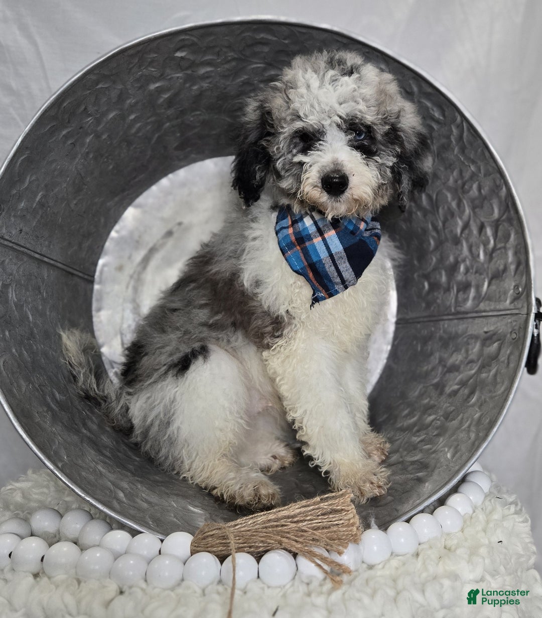 Mini Sheepadoodle dogs for sale: Jorge - Ad 3