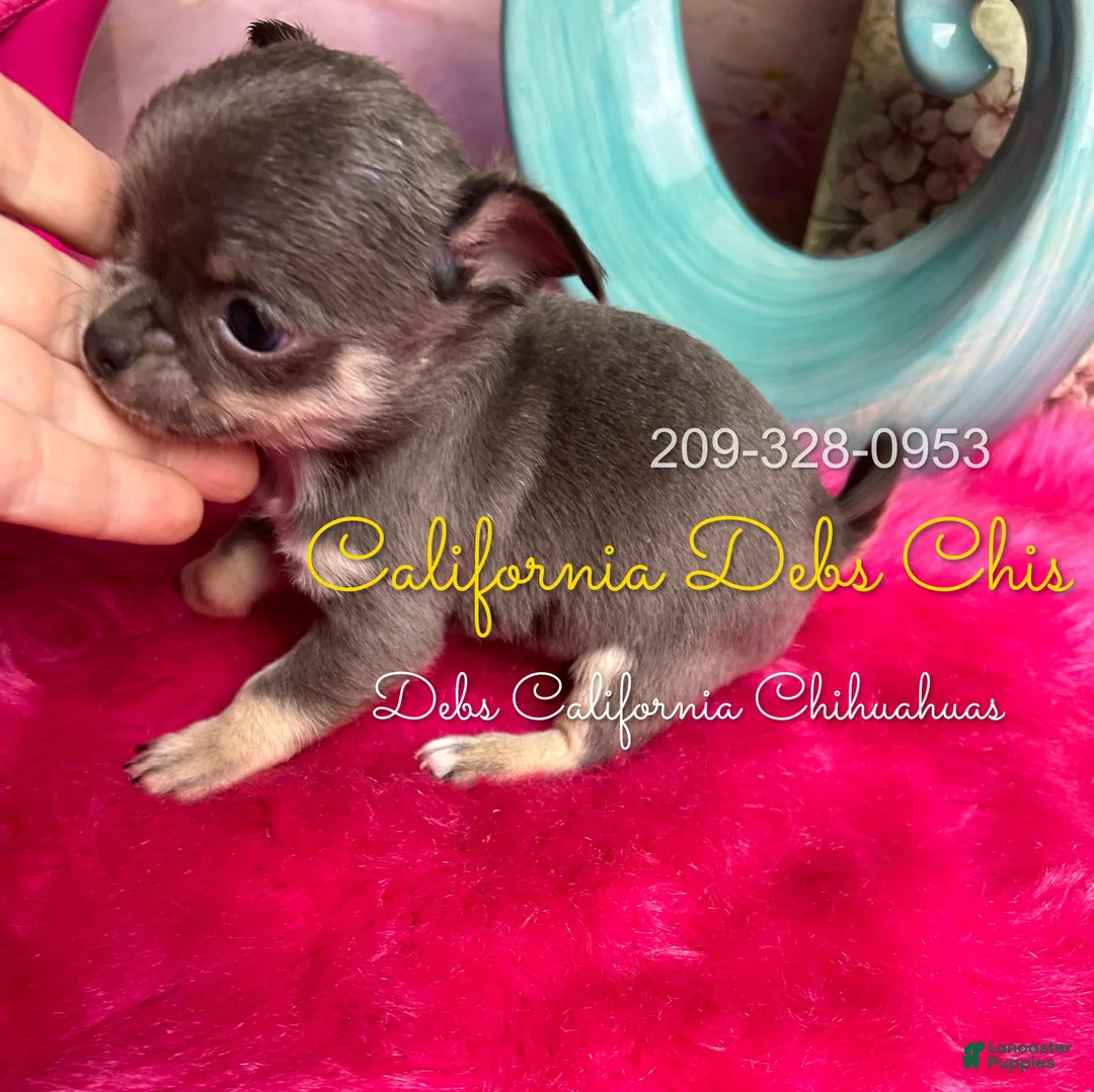 Chihuahua dogs for sale: Chihuahua Puppy 2 - Ad 3