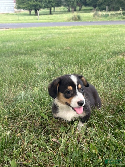 Welsh Corgi Pembroke dogs Welsh Corgi Pembroke 2 - Ad 1
