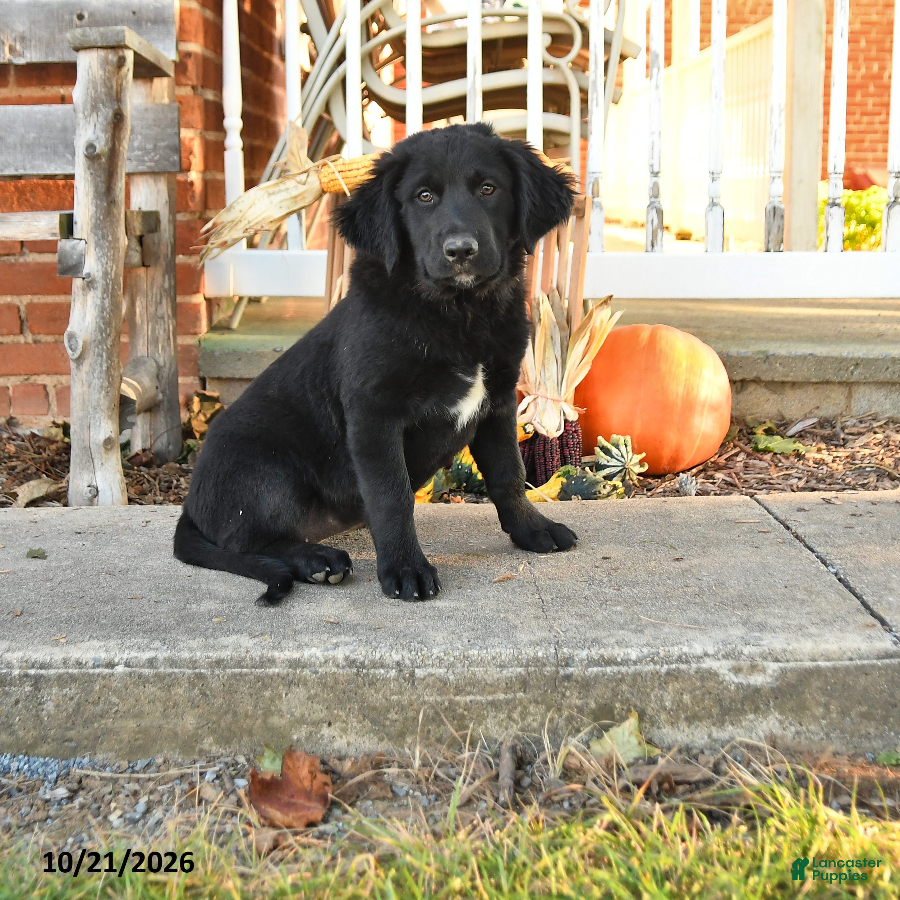 Mixed Breed dogs for sale: Bessie - Ad 1