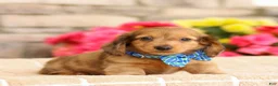Miniature Dachshund dogs for sale: Marley - Ad 5