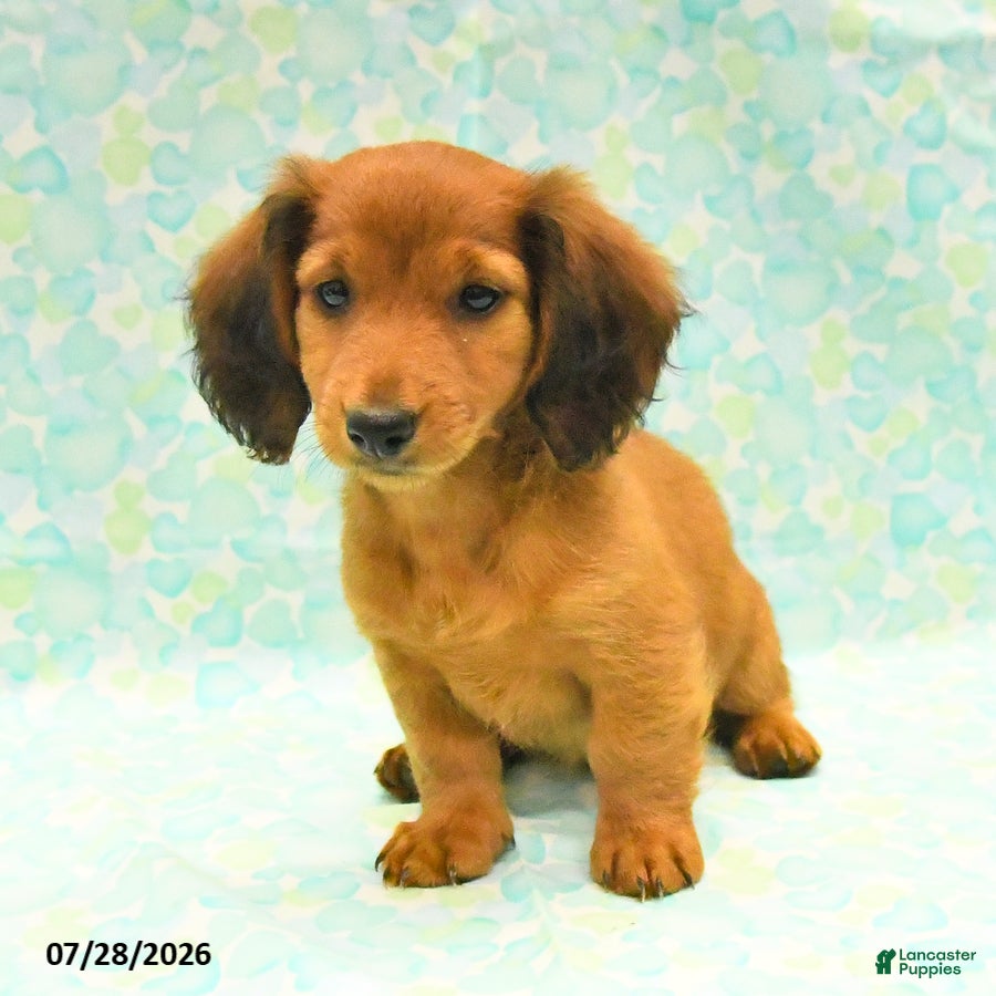 Dachshund dogs Candy - Ad 1