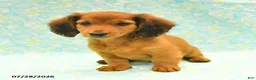 Dachshund dogs for sale: Candy - Ad 1