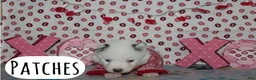 Pomsky dogs for sale: Patches - Ad 3