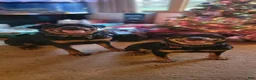 Rottweiler dogs for sale: Brown  - Ad 8