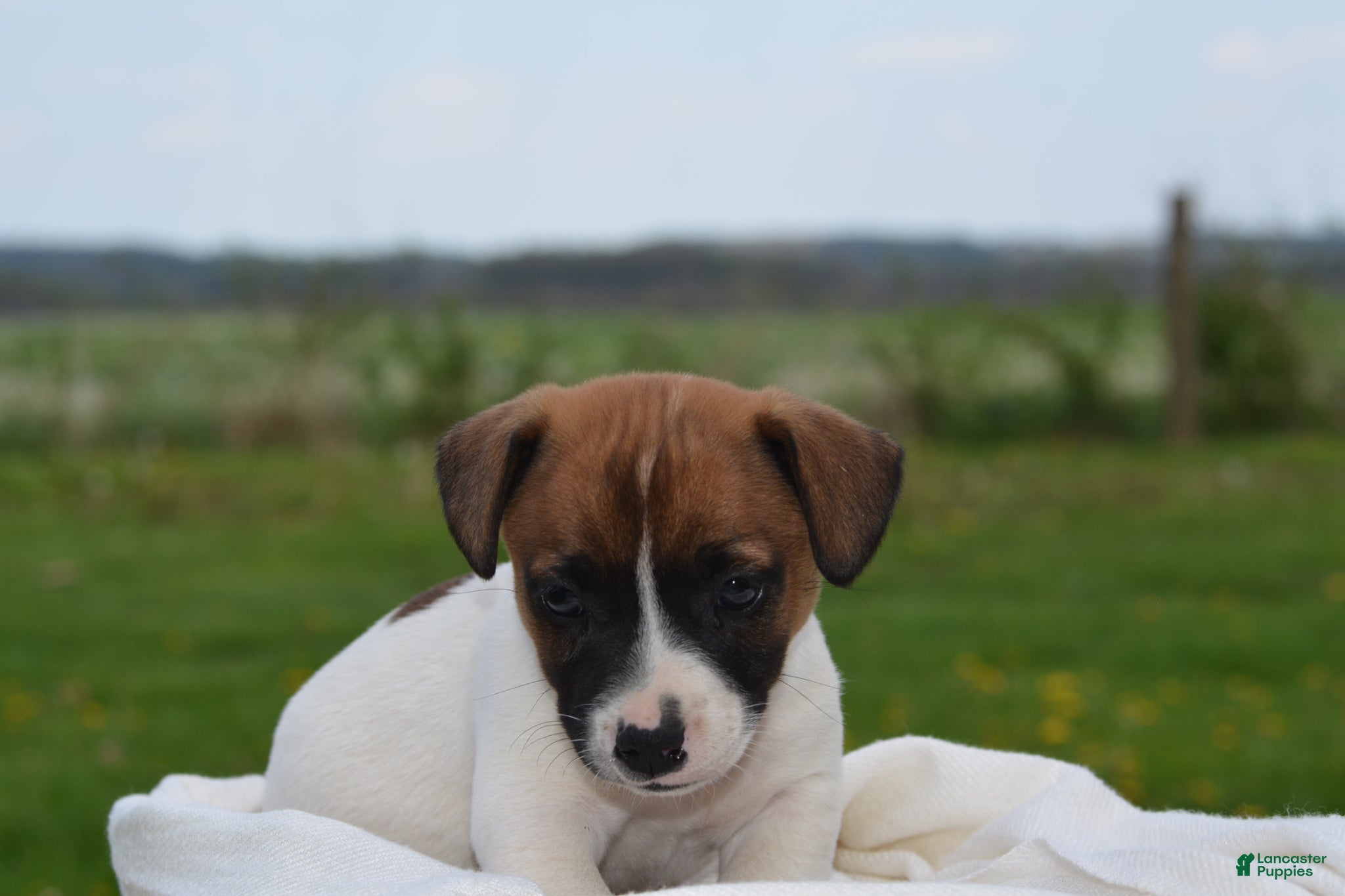 Jack Russell Terrier dogs Myles - Ad 2