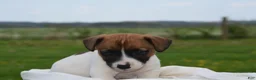 Jack Russell Terrier dogs for sale: Myles - Ad 2