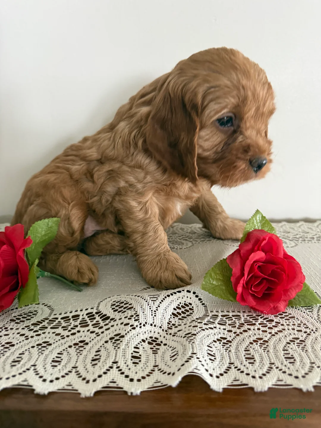 Cockapoo dogs for sale: Cockapoo Puppy 4 - Ad 3