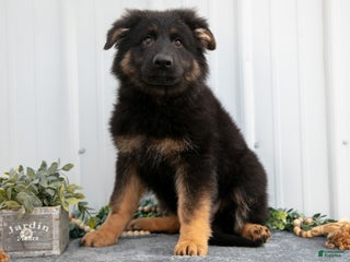 German Shepherd dogs - Ad 10