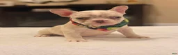 French Bulldog dogs for sale: 9 - Blue Merle Female - Ad 1