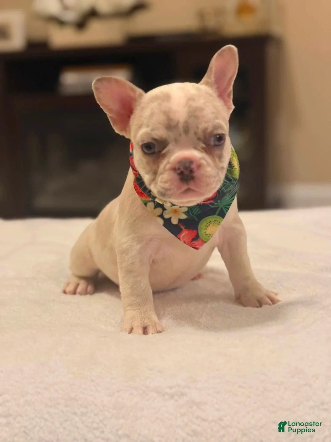 French Bulldog dogs for sale: 9 - Blue Merle Female - Ad 1