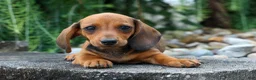 Miniature Dachshund dogs for sale: Sweet Pea 🎀 - Ad 17