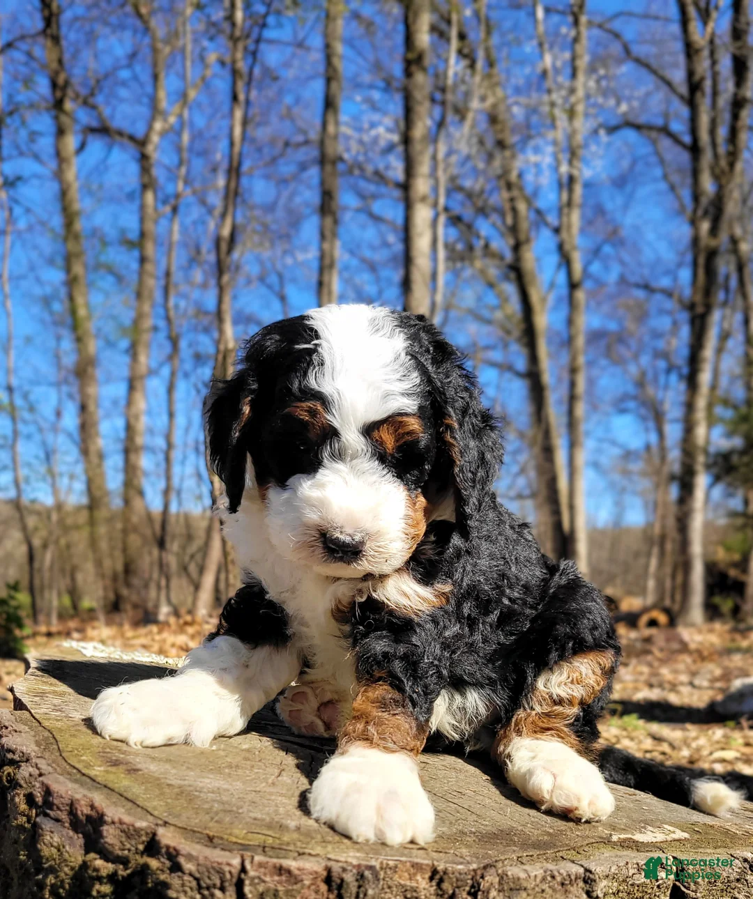 Mini Bernedoodle dogs for sale: Everest - Ad 2