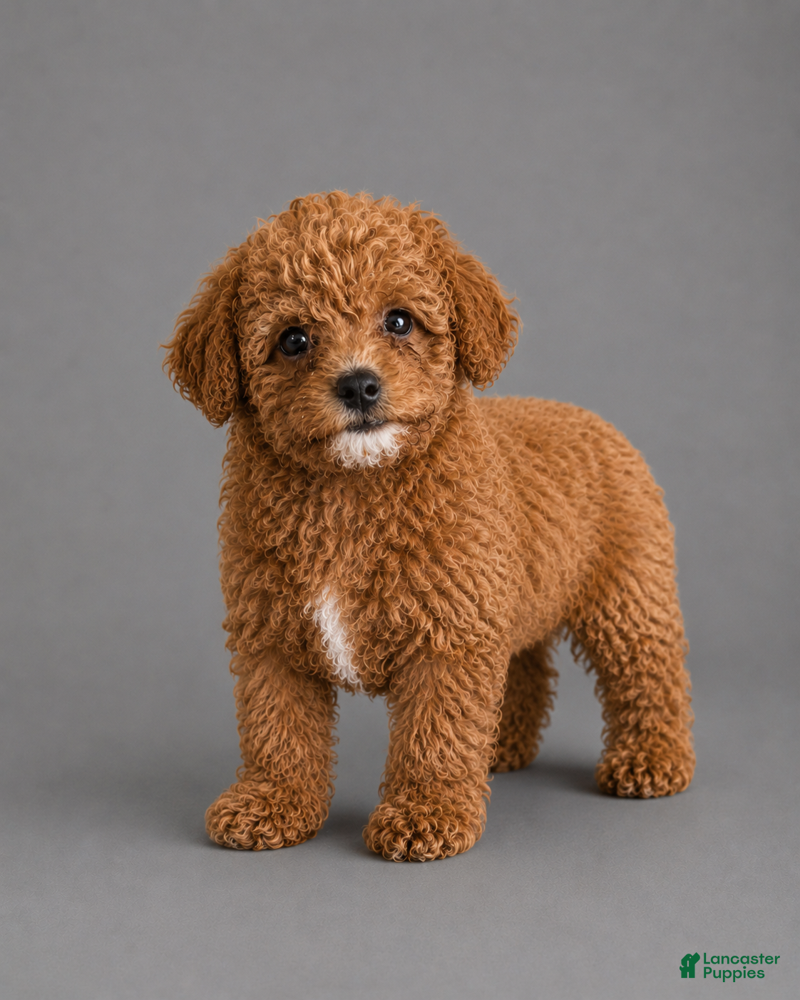 Toy Poodle dogs Cinnamon  - Ad 13