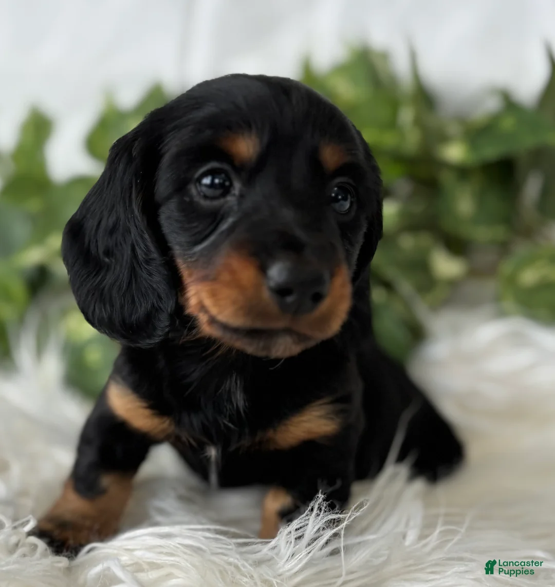 Miniature Dachshund dogs for sale: Sugar Gal Miniature Dachshund  - Ad 8