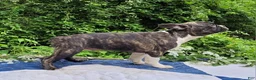Frenchton dogs for sale: Poppi - Ad 6