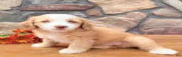 Mixed Breed dogs for sale: Blondie - Ad 6