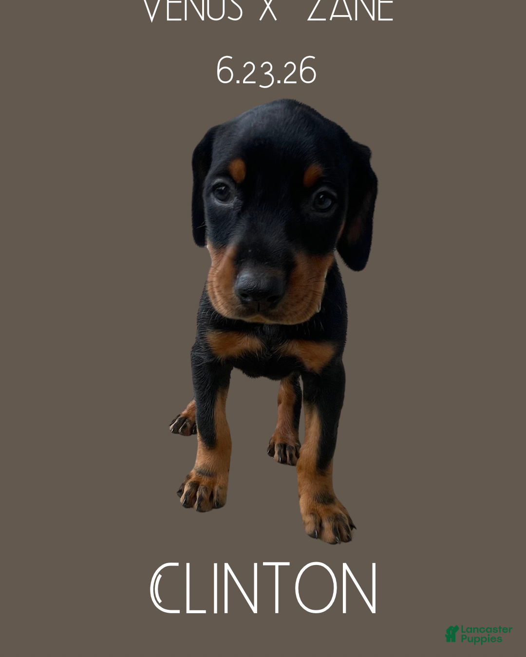 Doberman Pinscher dogs Doberman Pinscher 4 - Ad 2