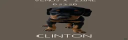 Doberman Pinscher dogs for sale: Doberman Pinscher 4 - Ad 2