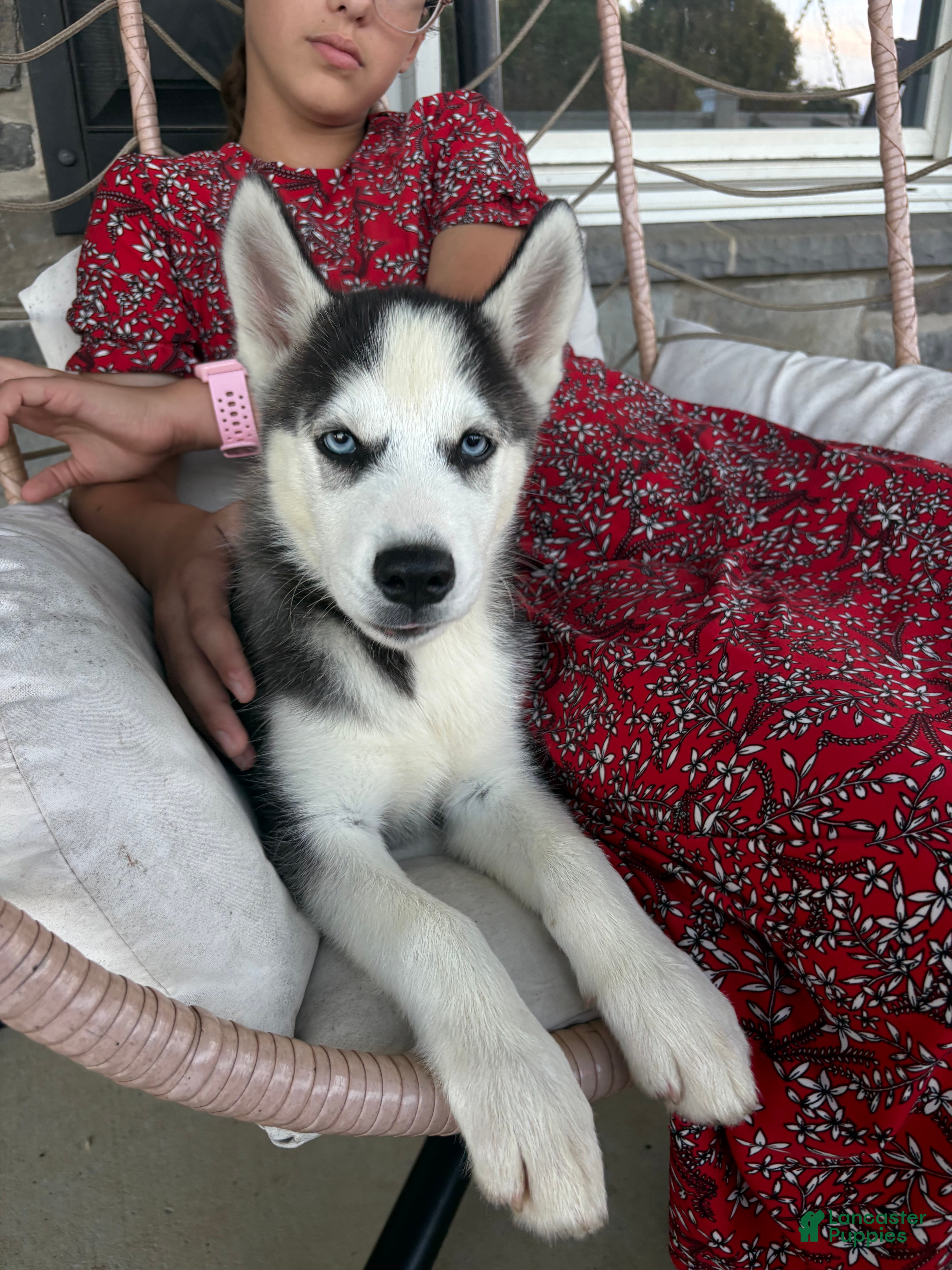 Siberian Husky dogs Boomer - Ad 1