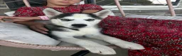 Siberian Husky dogs for sale: Boomer - Ad 1