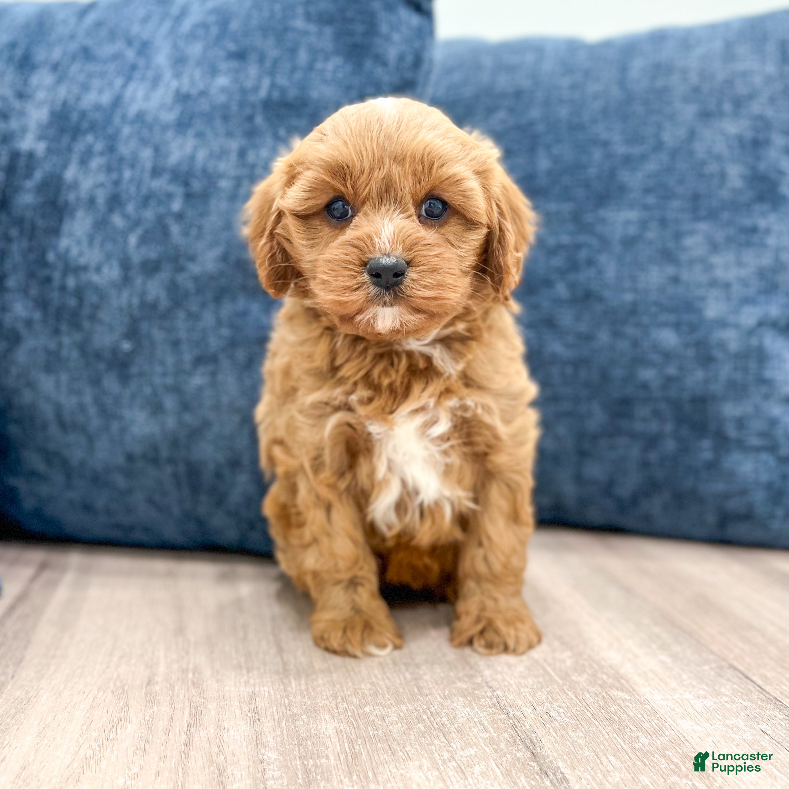 Cavapoo dogs Goldie - Ad 1