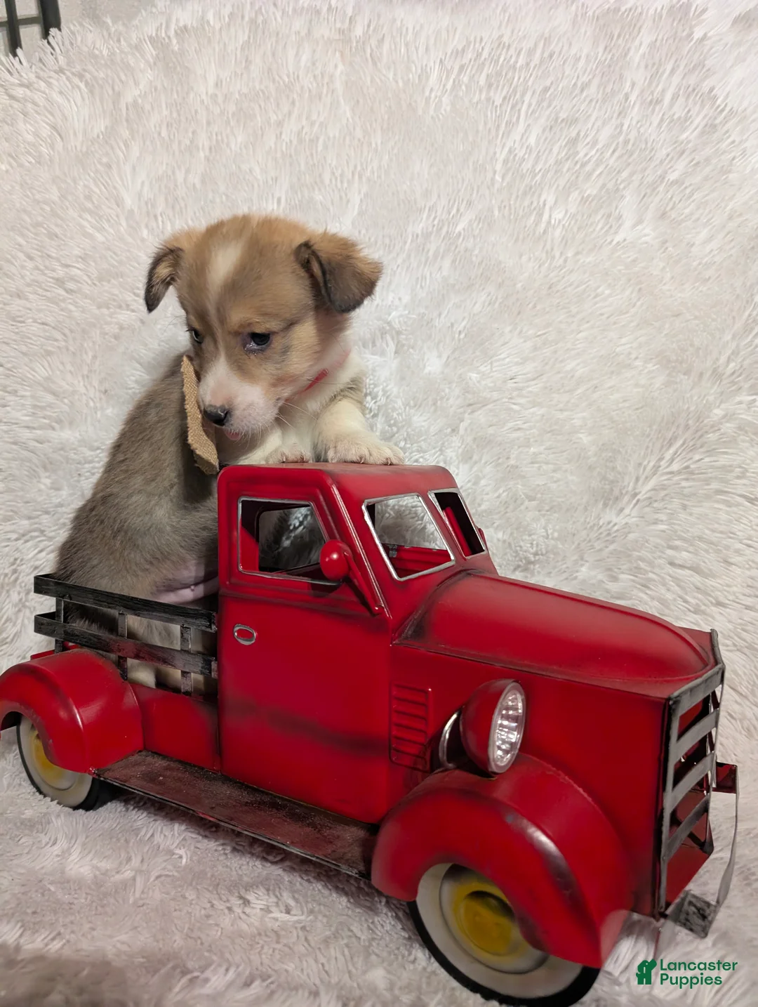 Welsh Corgi Pembroke dogs for sale: Mason  - Ad 4