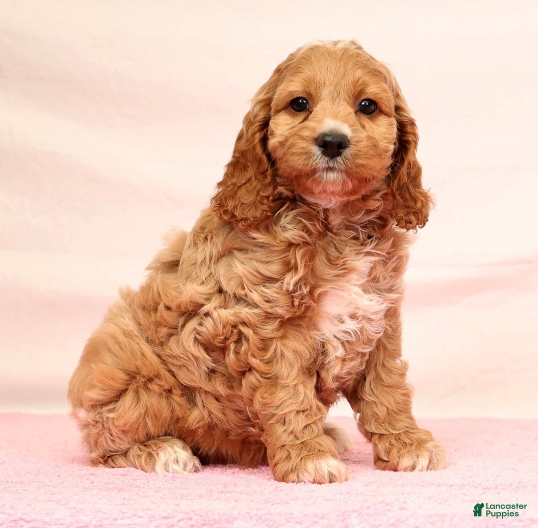 Cockapoo dogs for sale: Omah - Ad 6