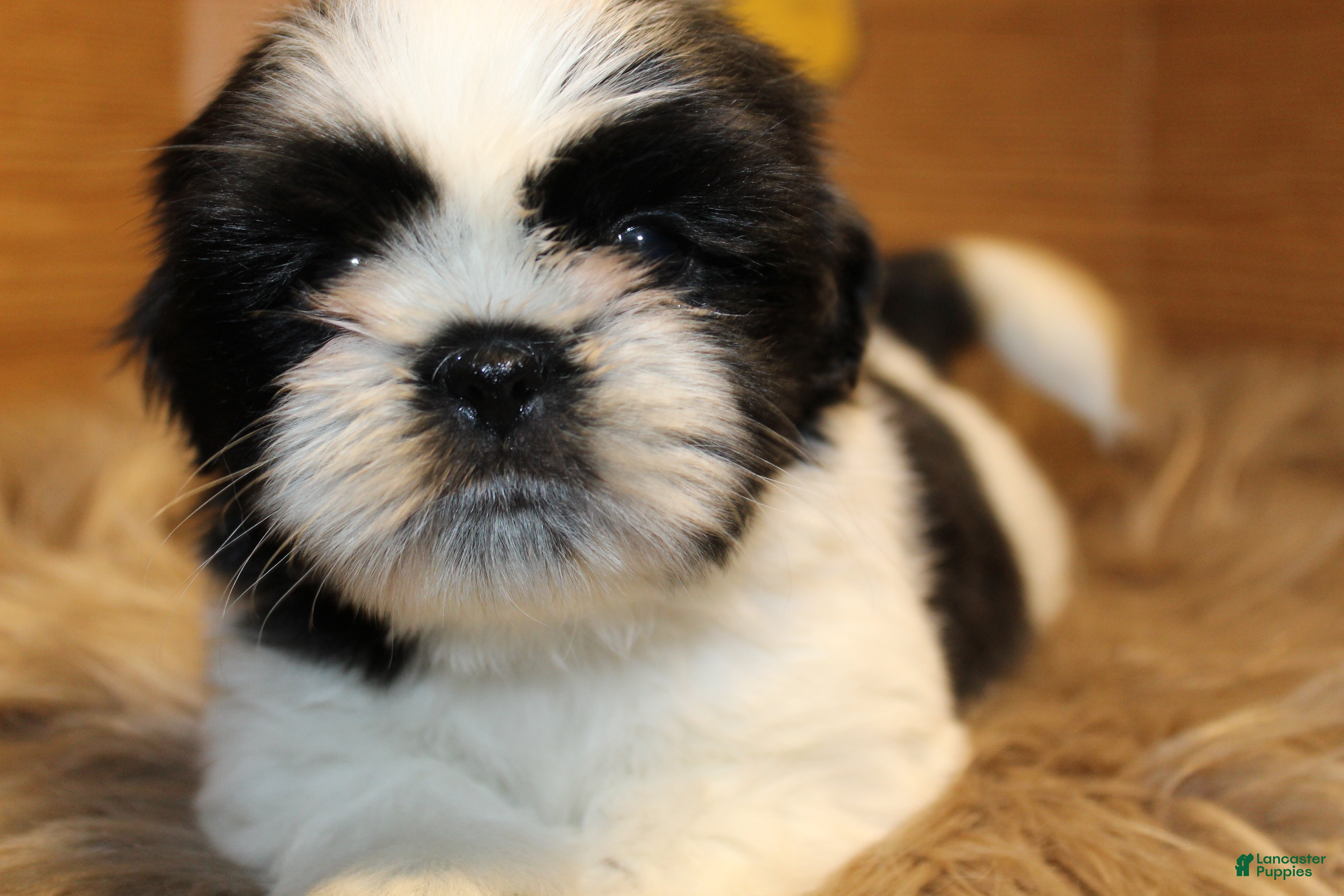 Shih Tzu dogs Sheba - Ad 2