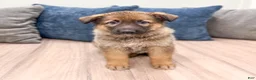 German Shepherd dogs for sale: Kandy - Ad 1