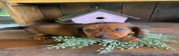 Miniature Dachshund dogs for sale: Bo - Ad 7