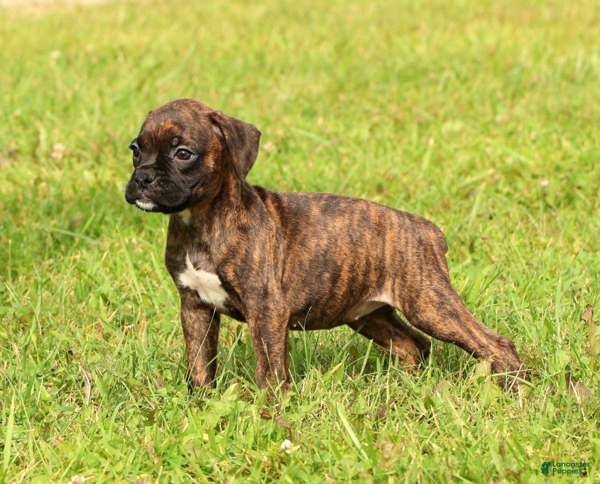Boxer dogs Shadow - Ad 2