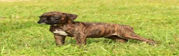 Boxer dogs for sale: Shadow - Ad 2