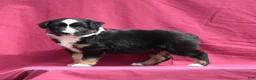 Miniature Australian Shepherd dogs for sale: Piper - Ad 11