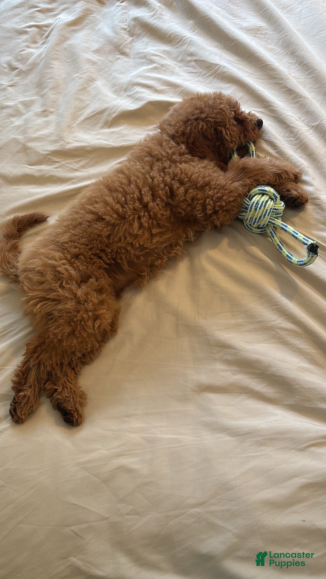 Mixed Breed dogs for sale: Mixed Breed Puppy 1 - Ad 5