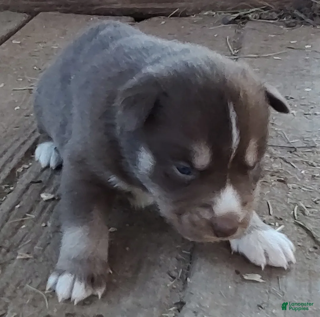 Siberian Husky dogs for sale: Siberian Husky Puppy 3 - Ad 13