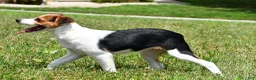 Mixed Breed dogs for sale: Willow - Ad 9