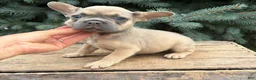 French Bulldog dogs for sale: Dewey - Ad 4