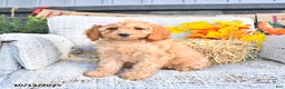 Cavapoo dogs for sale: Oakley - Ad 6