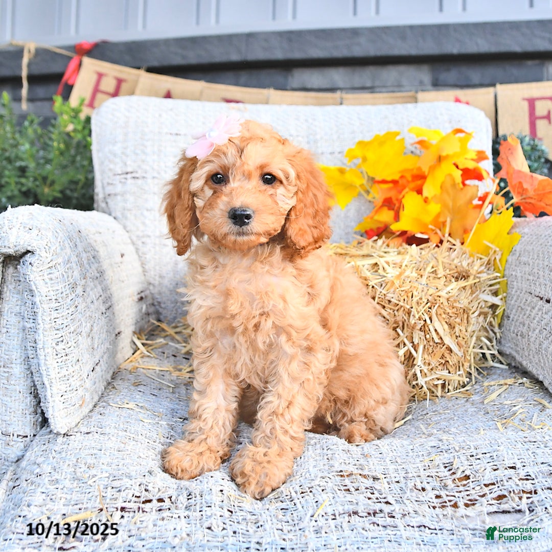 Cavapoo dogs for sale: Oakley - Ad 6