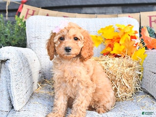 Cavapoo dogs - Ad 42