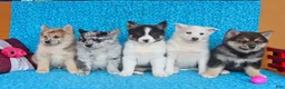 Pomsky dogs for sale: Oreo - Ad 2